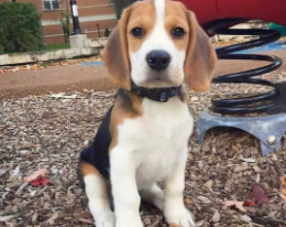 狗狗品种大全排名（狗狗品种大全排名小狗）