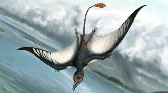 鸟类的祖先是翼龙吗（鸟类的祖先是什么龙）