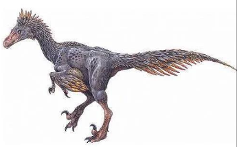 始祖鸟为什么是鸟类的祖先（始祖鸟的祖先是什么动物）