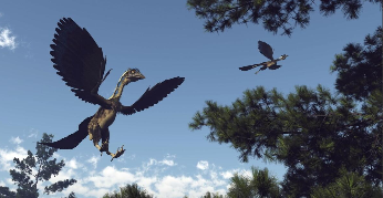 鸟类的祖先是谁?（鸟类的祖先是谁恐龙的祖先）