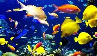 观赏鱼种类名称（观赏鱼种类大全及名称介绍）