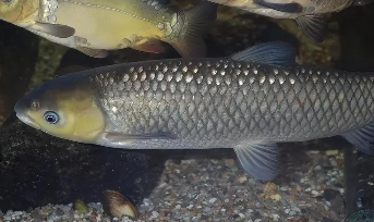 常见鱼类50种（常见鱼类50种功效）