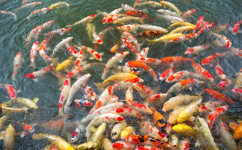 观赏鱼都有哪些品种（观赏鱼都有哪些品种）