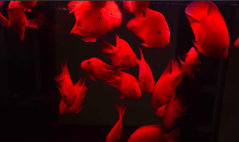 热带观赏鱼品种（观赏鱼大全）