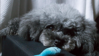 灰色泰迪狗多少钱一只（灰色泰迪狗多少钱一只幼崽）