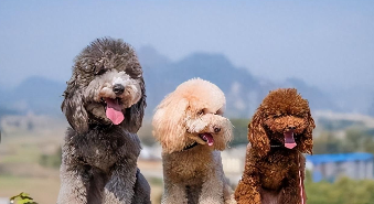 香槟泰迪狗多少钱一只（香槟泰迪犬）