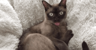 泰国暹罗猫简介（泰国暹罗猫简介和特点）