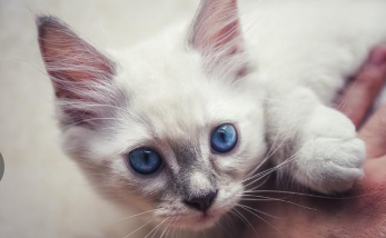 泰国暹罗猫的性格脾气（泰国暹罗猫的性格脾气好吗）