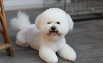 比熊犬多少钱一只（小体比熊犬多少钱一只）