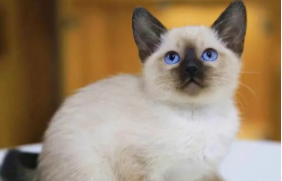 暹罗猫价格多少钱一只幼猫（暹罗猫价格多少钱一只幼猫和成年猫）