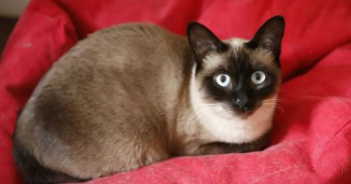 泰国暹罗猫的特点（泰国品种暹罗猫）