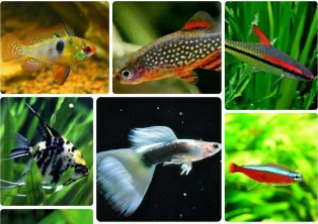 观赏鱼162种（观赏鱼162种观赏鱼神秘世界）