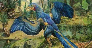 鸟类的祖先是谁什么鸟（鸟类的祖先是什么动物）