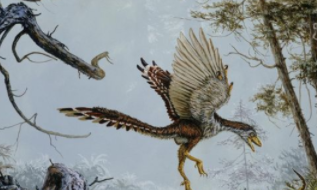 鸟类的祖先是什么动物（鸟的祖先到底是什么）