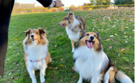 喜乐蒂牧羊犬的优点和缺点（喜乐蒂牧羊犬怎么样）