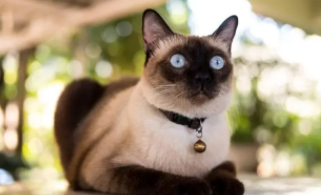 泰国暹罗猫纯种多少钱（泰国暹罗猫有几个品种）