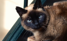 泰国暹罗猫怎么读拼音（泰国猫暹罗猫怎么读）