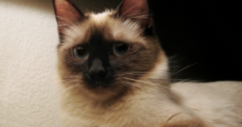 泰国暹罗猫吃什么（泰国暹罗猫吃啥）