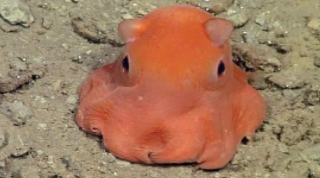 章鱼是什么鱼（鳡鱼是什么鱼）