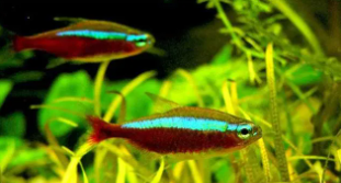 100种热带鱼介绍（小型热带鱼品种大全）