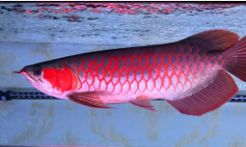 20种最凶猛的观赏鱼（20种最凶猛的观赏鱼）