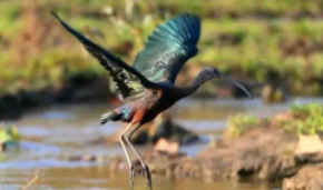 鸟类的祖先是爬行类吗（鸟类的祖先是什么动物）