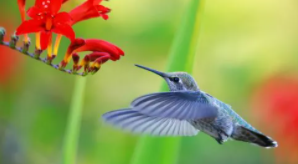 鸟类百科大全（鸟类百科大全儿童）