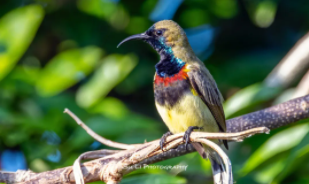 鸟类百科大全网站（鸟类百科大全书）