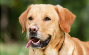 狗狗品种大全及图片大型犬（狗狗有哪些品种）