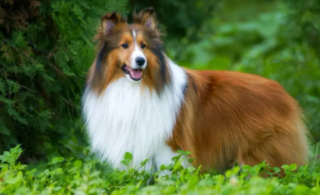 喜乐蒂牧羊犬是小型犬吗（喜乐蒂牧羊犬的缺点）