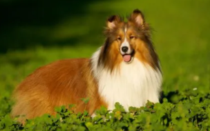 喜乐蒂牧羊犬性格（喜乐蒂牧羊犬有攻击性吗）