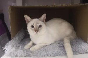 虎斑暹罗猫图片（暹罗猫价格多少钱一只2023年）