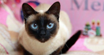 虎斑暹罗猫优点和缺点（虎斑暹罗猫属于什么猫）