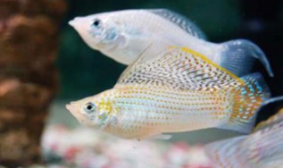 十大巨型观赏鱼（十大巨型观赏鱼品种）