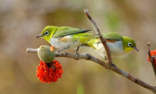 鸟类百科app（鸟类百科知识大全）