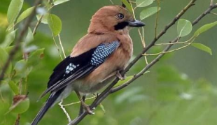 鸟类的三大特征（鸟类的基本特点有哪些）