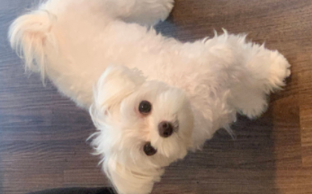 狗狗品种小型犬（狗狗有哪些小型品种）