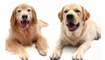 拉布拉多颜色哪种好（拉布拉多哪个颜色好）