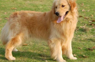 金毛一般买公的还是母的（金毛最难养的阶段）