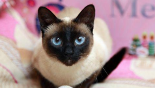 虎斑暹罗猫性格怎么样（虎斑暹罗猫品种介绍）