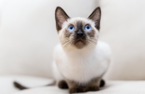 虎斑暹罗猫寿命（虎斑暹罗猫寿命多长）