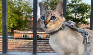 可爱的小猫日记100字（可爱的小猫日记100字怎么写）