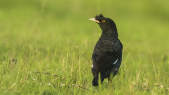 小型宠物鸟品种及图片（小型宠物鸟品种欣赏）
