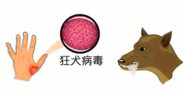 狗狗狂犬病潜伏期多长时间（狗狗狂犬病毒潜伏期有多久）