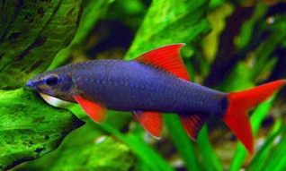 30种常见热带观赏鱼（30种常见热带观赏鱼名字）