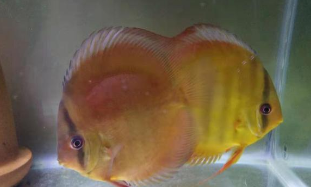 神仙鱼哪个品种好养（最好养的神仙鱼）