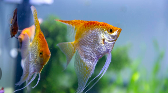 云石神仙鱼怎么繁殖（云石燕子鱼介绍）