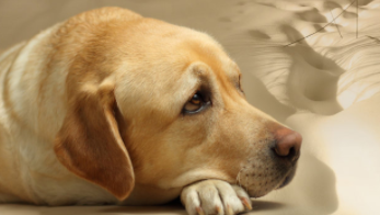 拉布拉多普通人养得起吗（拉布拉多1到12个月怎么养）