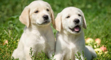 拉布拉多犬的智商排名（拉布拉多犬的智商相当于几岁小孩）