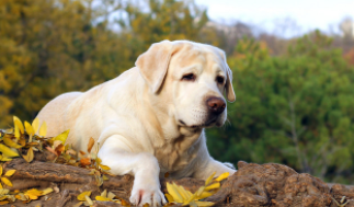 拉布拉多和金毛幼犬怎么区别图片（拉布拉多和金毛一个品种吗）